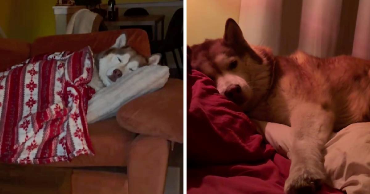 Haski se ušuškao na kauču kao čovjek. Internet se rastopio od prizora