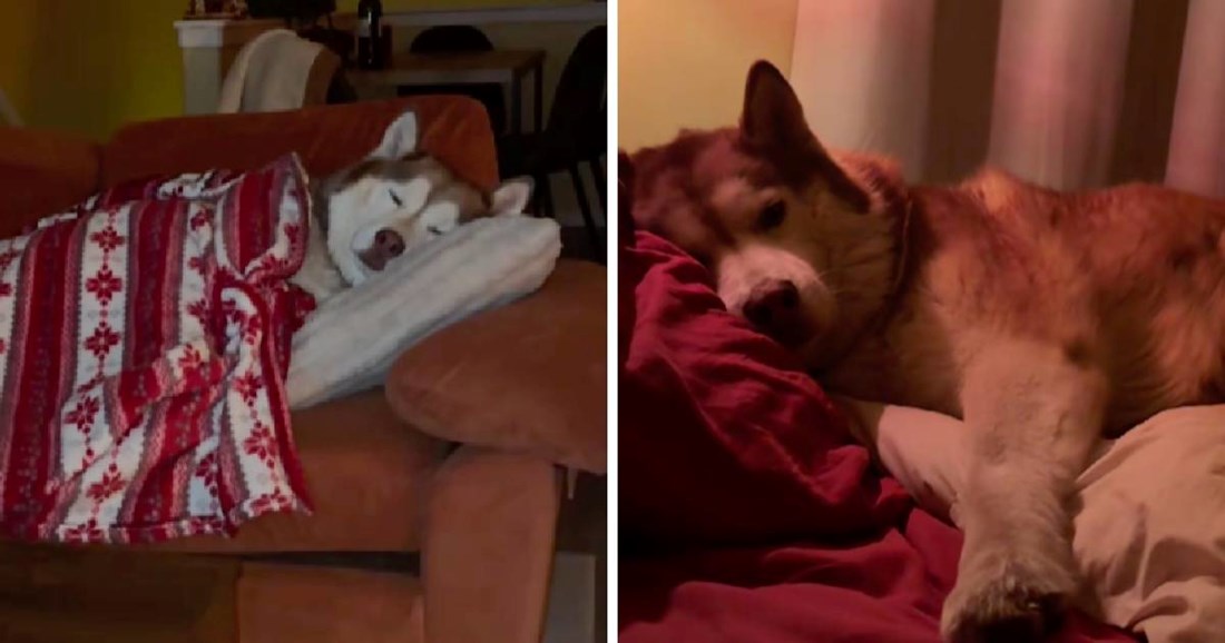 Haski se ušuškao na kauču kao čovjek. Internet se rastopio od prizora