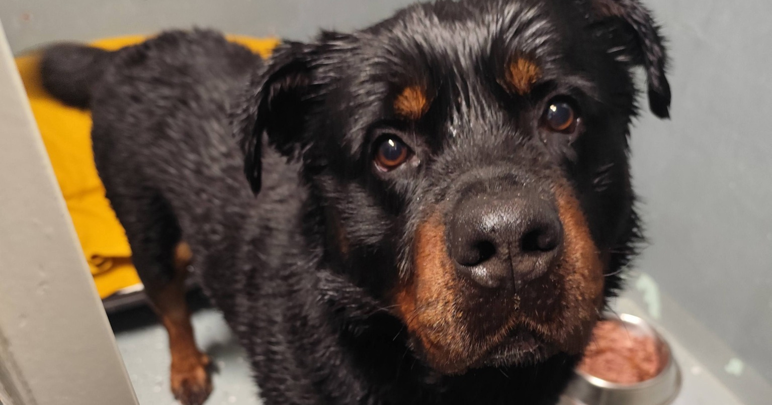 Spašeni rotvajler Ram iz Velike Gorice traži novi dom