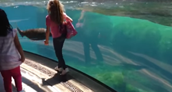 Djevojčica pala usred igranja s morskim lavom, a on učinio nešto divno