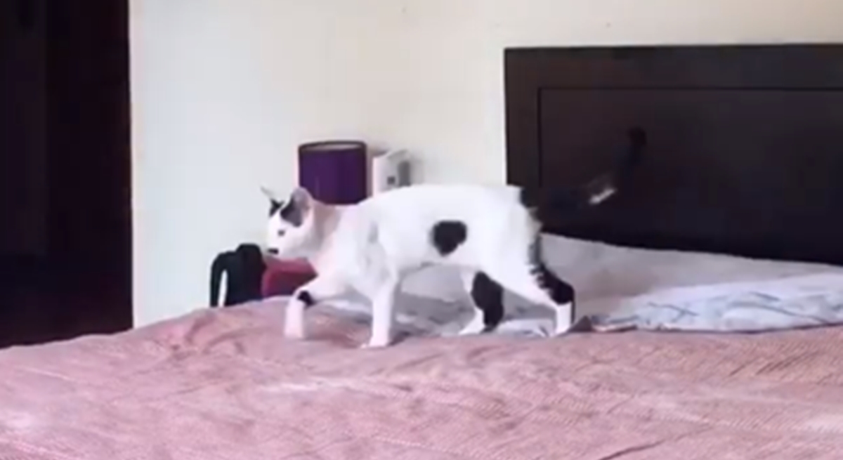 Vlasnica snimila kako izgleda spremanje kreveta kad imate mačku, video je postao hit