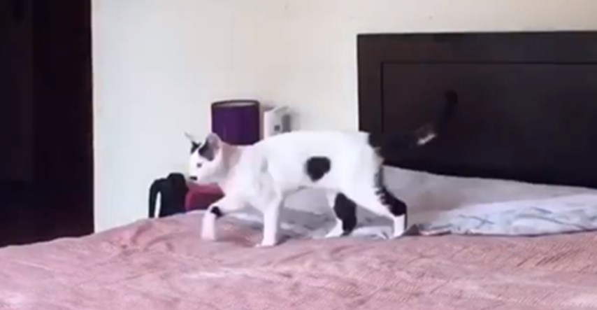 Vlasnica snimila kako izgleda spremanje kreveta kad imate mačku, video je postao hit