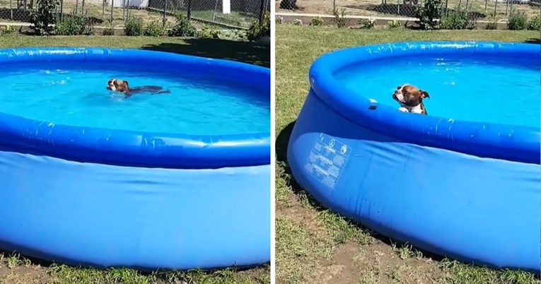 Vlasnica mora podmititi psa da bi ga izvukla iz bazena