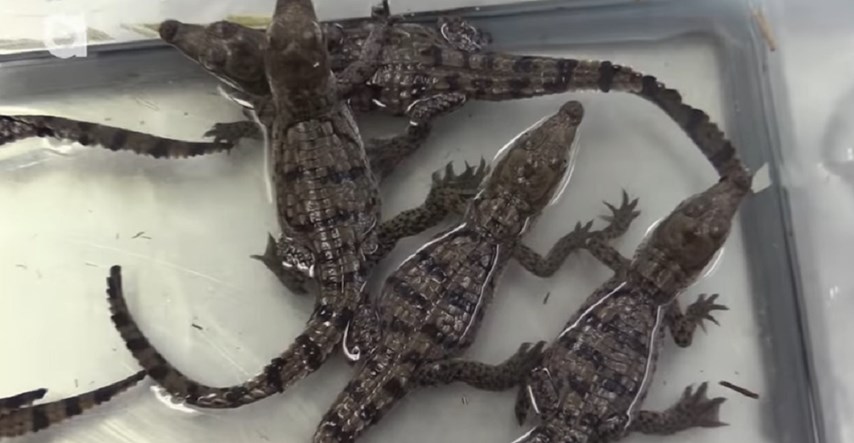 11 beba krokodila pobjeglo iz životinjskog parka, devet ih je još na slobodi