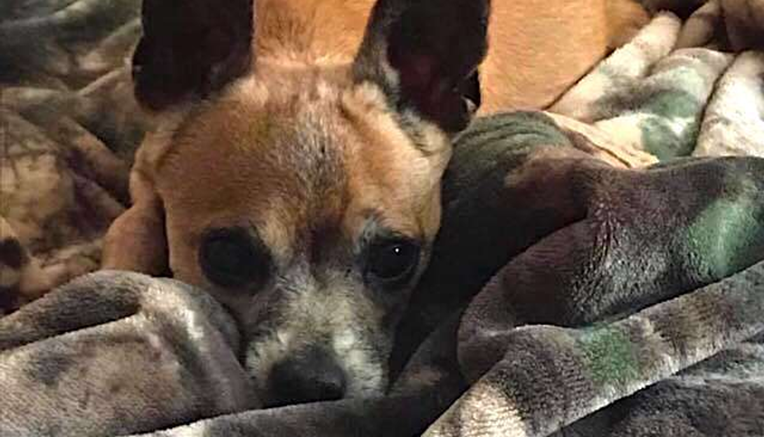 11 godina star pas ostao bez doma, a pomoću jedne fotografije našao je novi