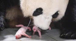 FOTO U Južnoj Koreji prvi put rođene blizanke velike pande