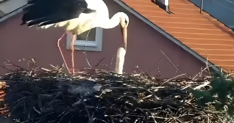 Jedino gnijezdo roda u Crnoj Gori napao drugi mužjak, sva četiri ptića su nastradala