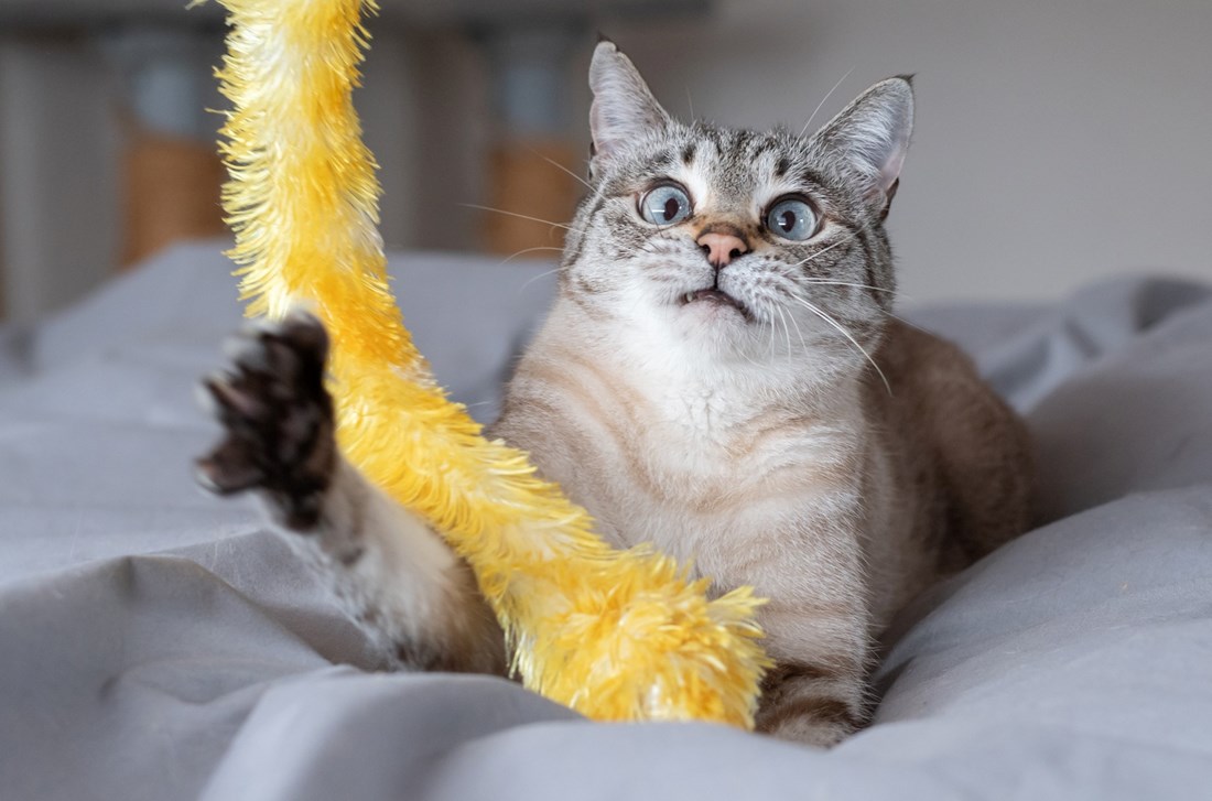 7 stvari koje mačke rade, a imaju sasvim logično objašnjenje