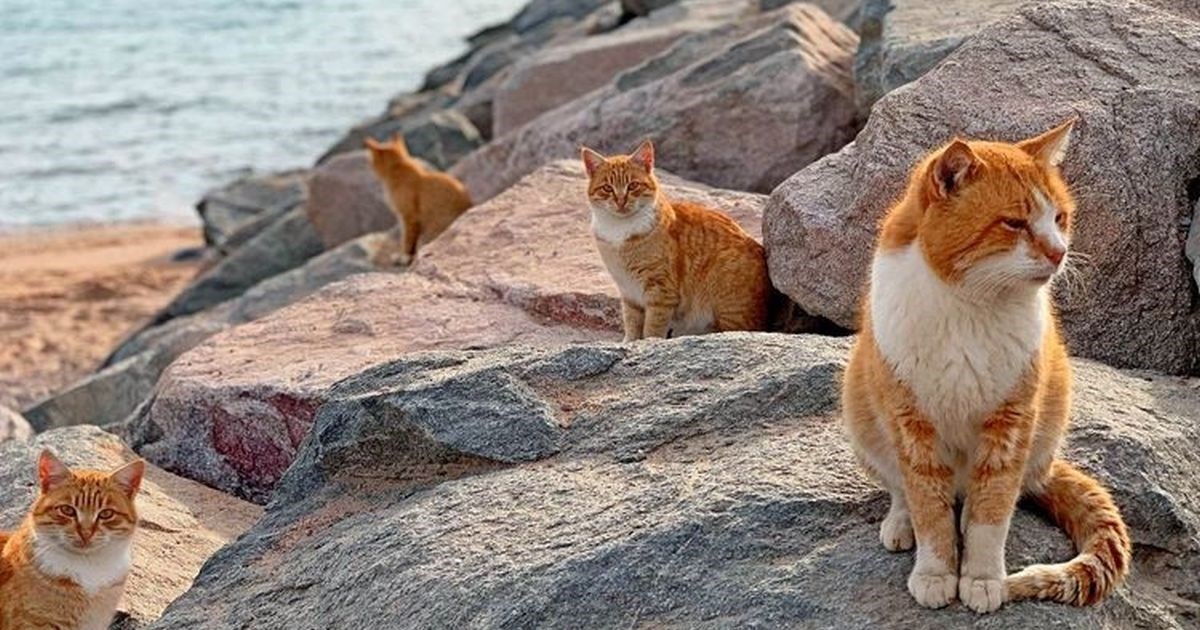 Ovaj otok je carstvo mačaka, ima ih četiri puta više nego ljudi