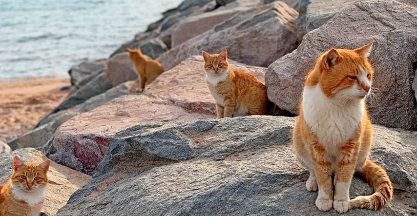 Na japanskom otoku mačke žive kao u raju, a psima je zabranjen dolazak