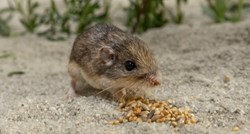 Najstariji miš na svijetu živi u San Diegu, potvrdili iz Guinnessove knjige