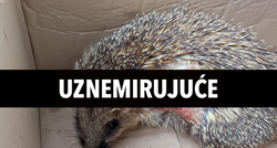 Ovaj jež ozlijeđen je u vatri, iz Dumovca objavili fotke opeklina kao upozorenje