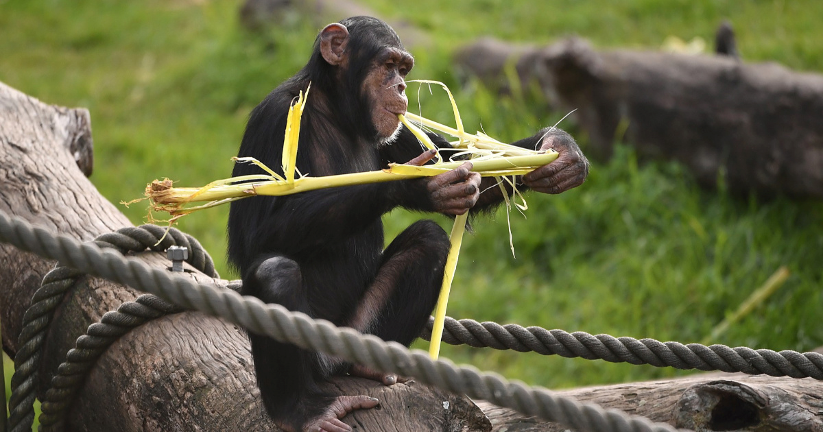 Policija spasila čimpanzu iz okrutnih uvjeta u privatnoj kući na Siciliji