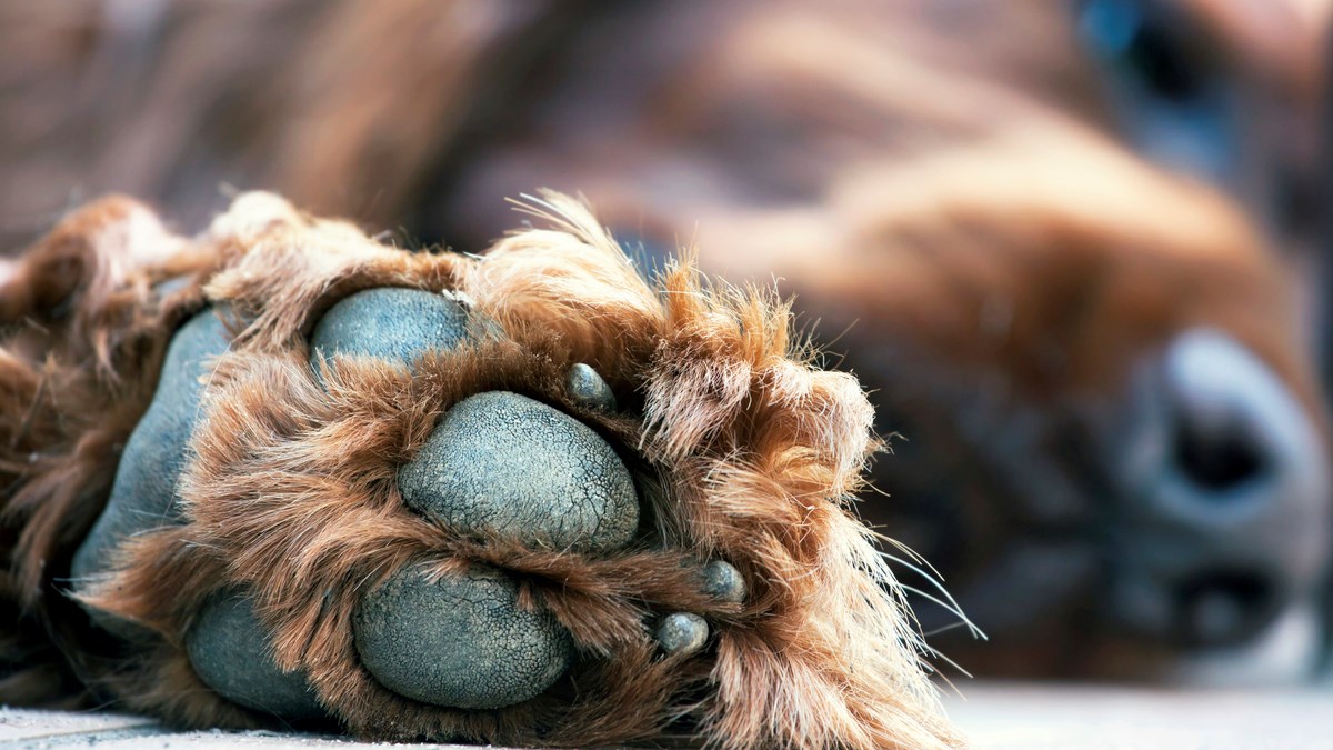 Užareni asfalt i pijesak su opasni za pseće šapice. Saznajte kako ih zaštititi