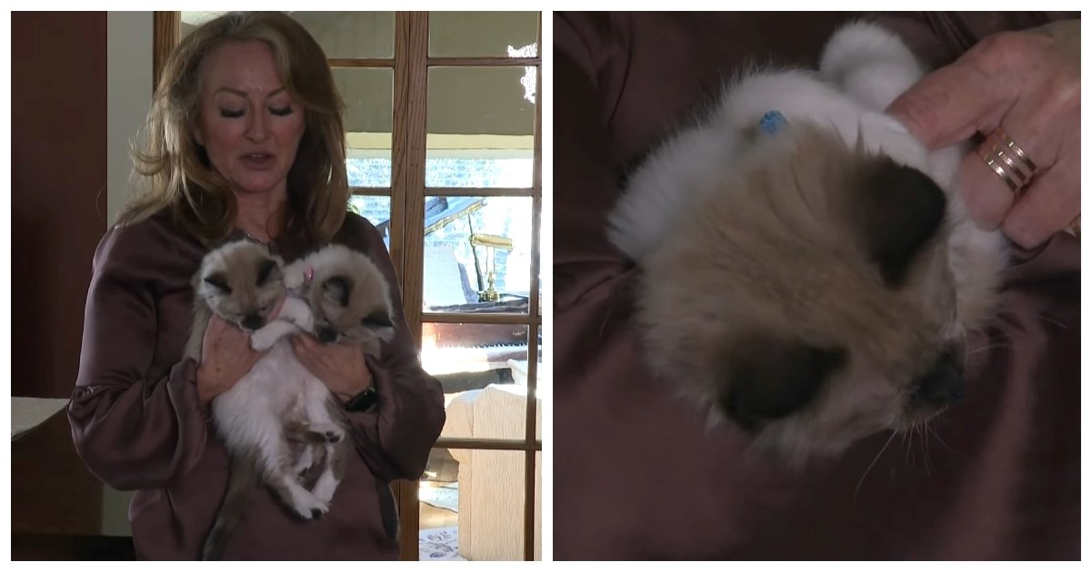 Ovi mačići koštali su vrtoglavih 50 tisuća dolara, evo i zašto