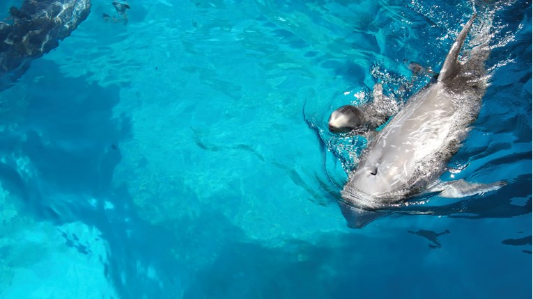 VIDEO Pogledajte kako izgleda porod delfina
