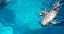 VIDEO Pogledajte kako izgleda porod delfina