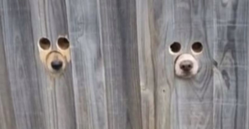 Psima napravila rupe za oči i njuške u dvorišnoj ogradi da bi znali kad dolazi doma