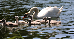 Obitelj labudova danas je uživala na jezeru u Gorskom kotaru. Pogledajte video