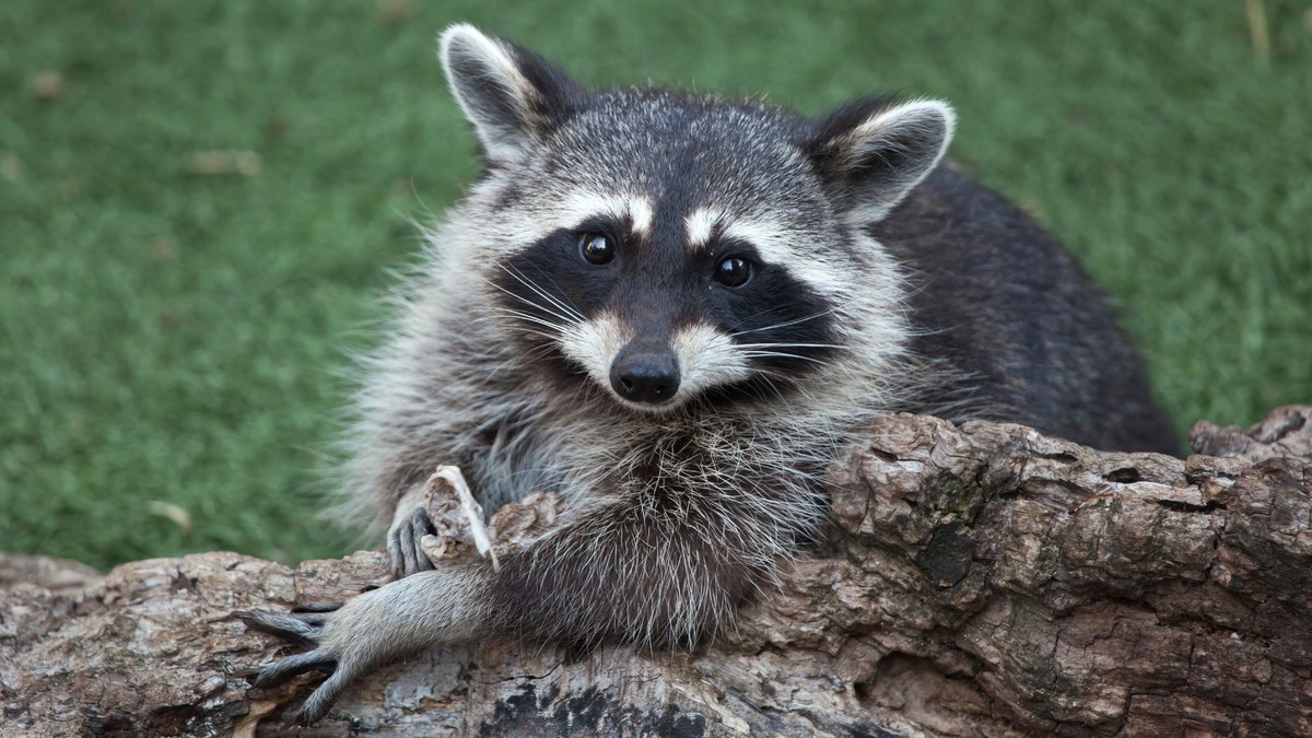 VIDEO Rakuni su preslatka stvorenja koja će vam uljepšati dan