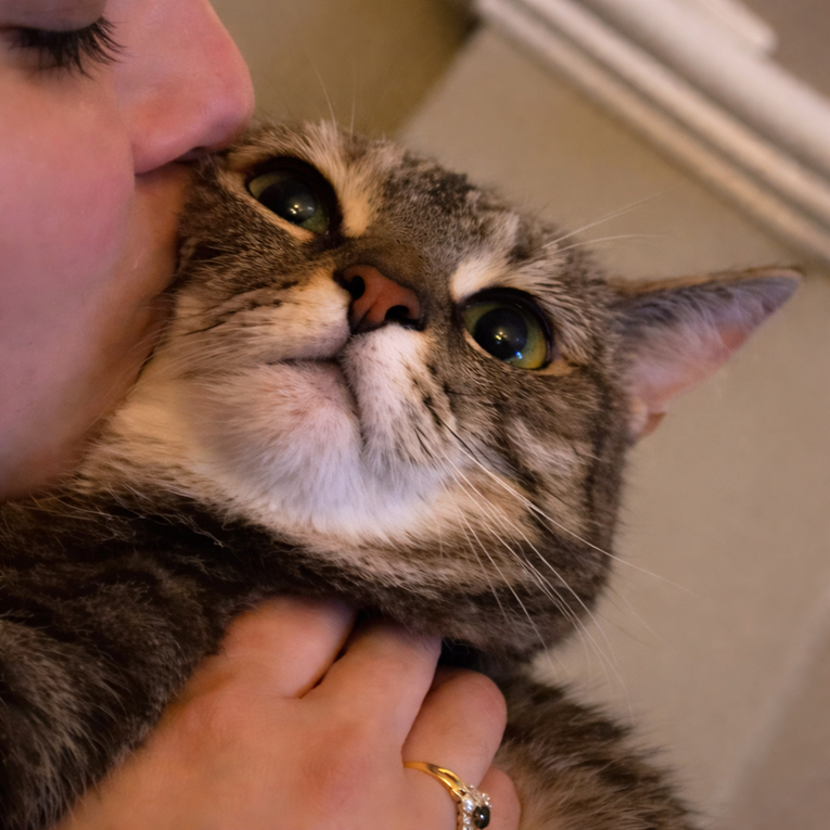 Viralna reakcija mačke na poljupce vlasnice postala je hit