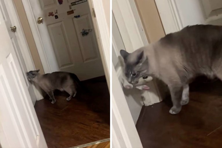 Mačak svake noći čeka pred vratima s igračkom - snimka je rasplakala milijune
