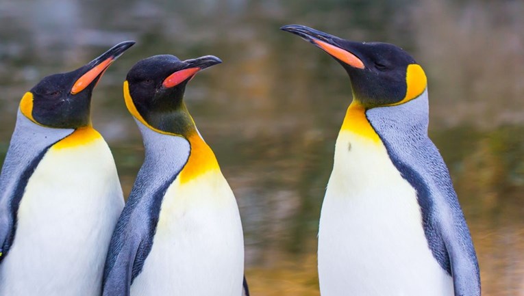 U zoološkom vrtu uginula najstarija ženka kraljevskog pingvina