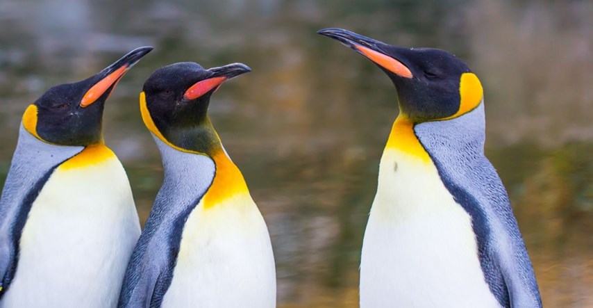 U zoološkom vrtu uginula najstarija ženka kraljevskog pingvina