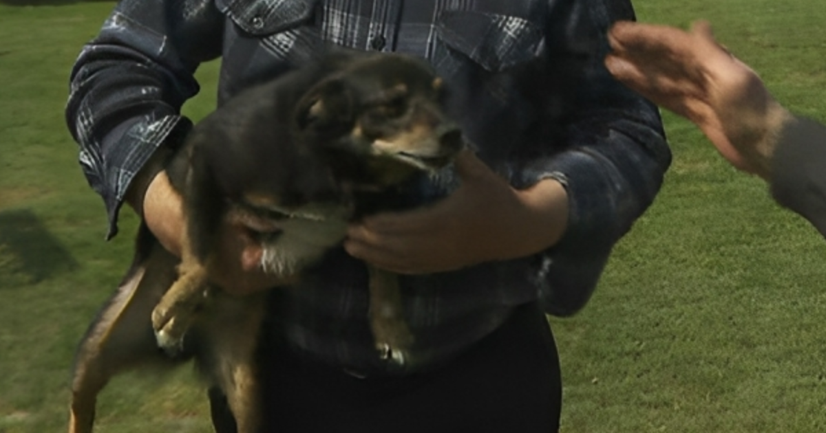 Poljaci masovno iskazuju podršku psu koji je optužen da je pojeo kupus susjedima