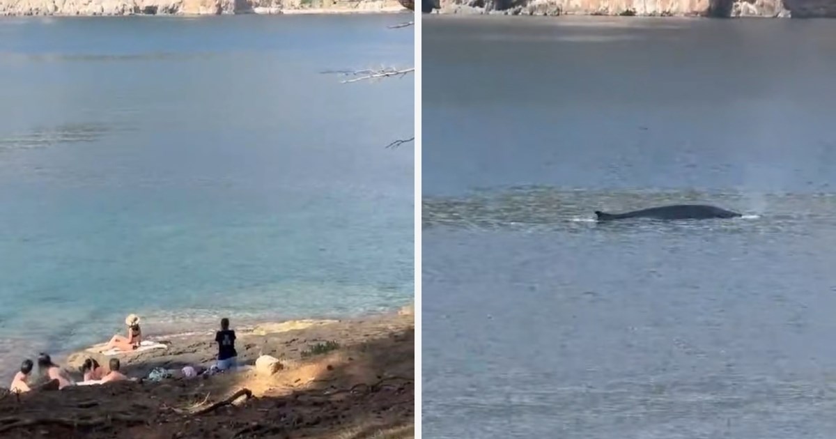 VIDEO Kod Lokruma snimljen kit, jedan komentar na društvenim mrežama nasmijao mnoge