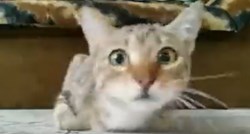 VIDEO Mačka koja gleda horor postala hit na Twitteru