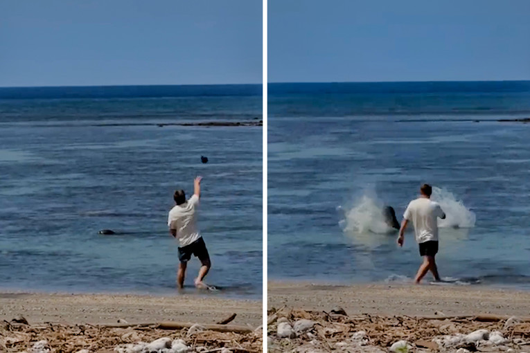VIDEO Turist na Havajima gađao tuljana kamenom. "Lokalac ga našao i pretukao"