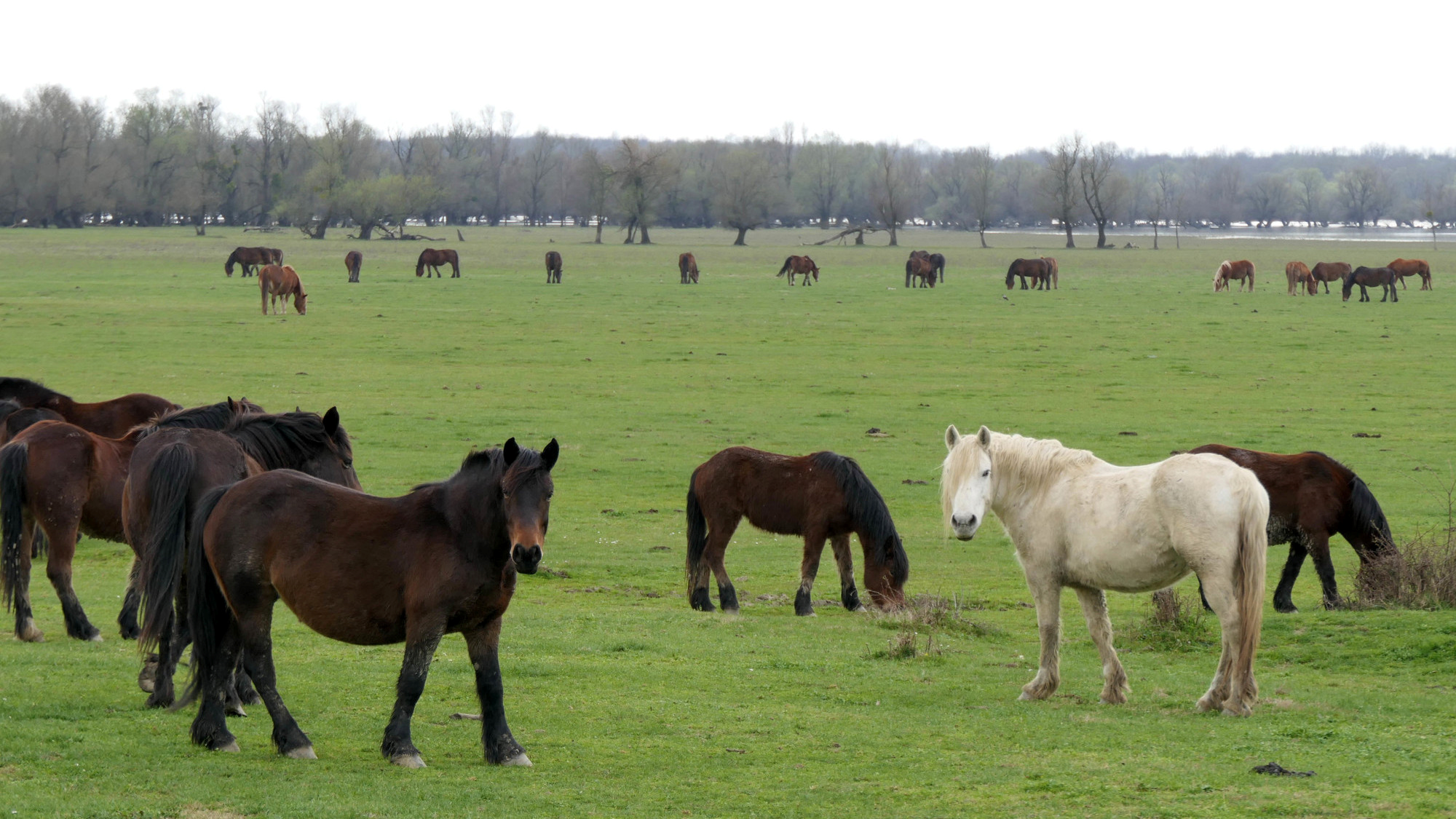 Počela tradicijska ispaša u Lonjskom polju