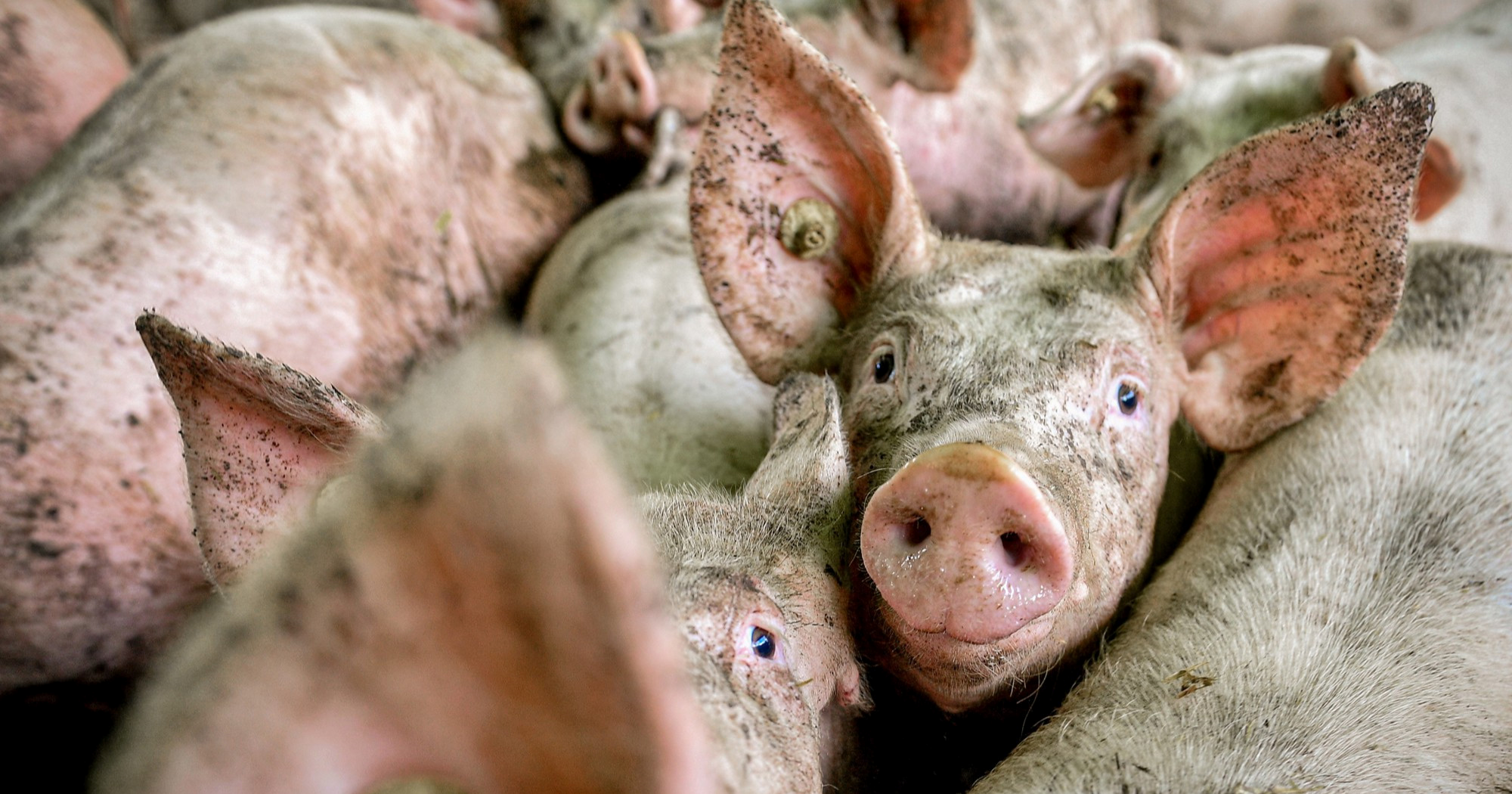 Jako porastao izvoz svinjskih papaka, ušiju i njuški iz Rusije u Sjevernu Koreju