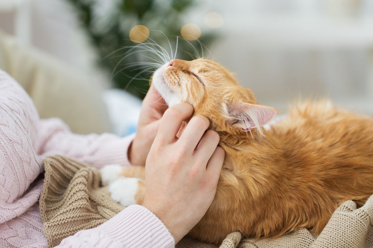 Šest znakova koji upućuju na to da vas vaša mačka jako voli