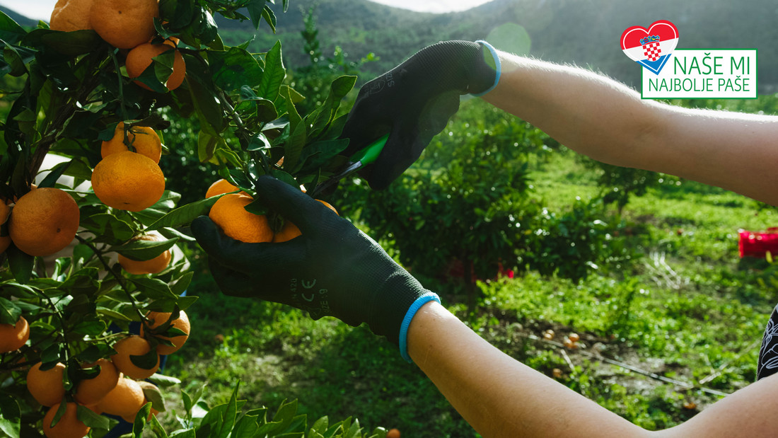 Prve neretvanske mandarine stigle na police Kauflanda