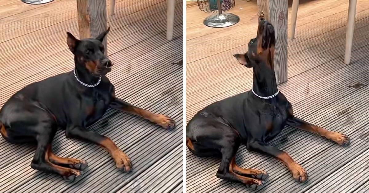 Reakcija ovog dobermana na leptira na njušci postala je hit