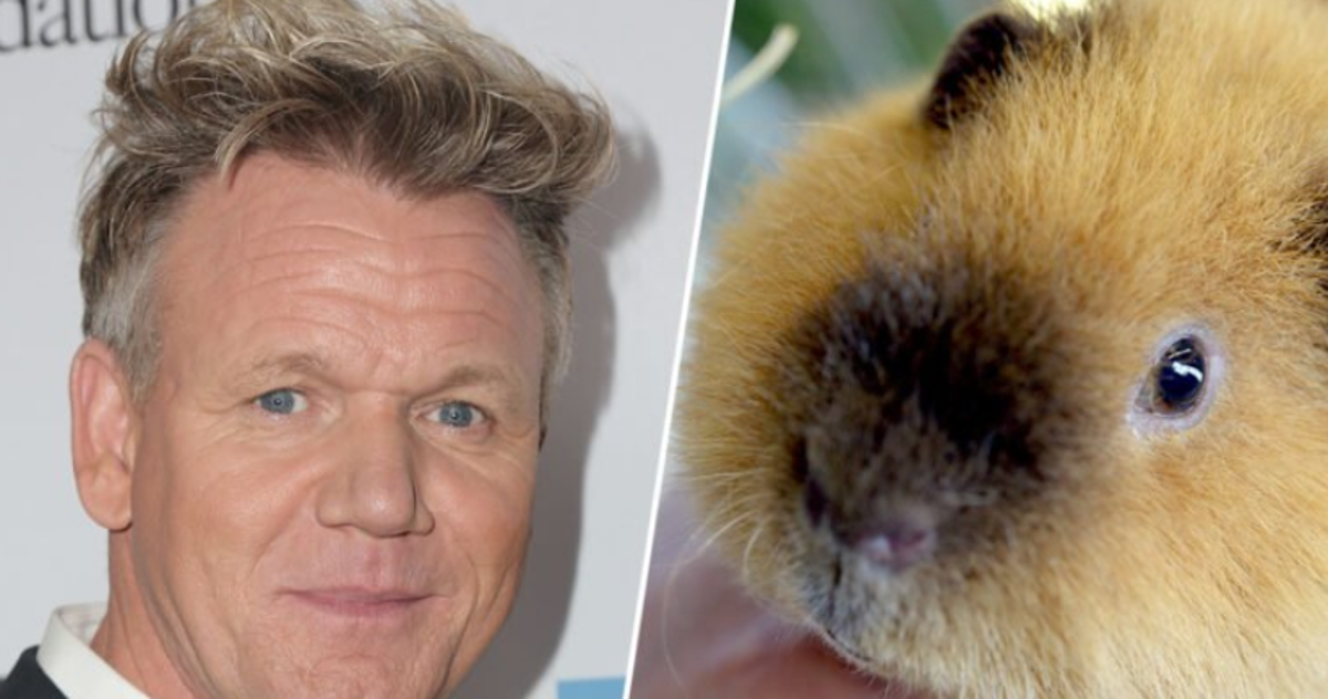 Gordon Ramsay pojeo zamorca i oduševio se te izazvao brojne kritike