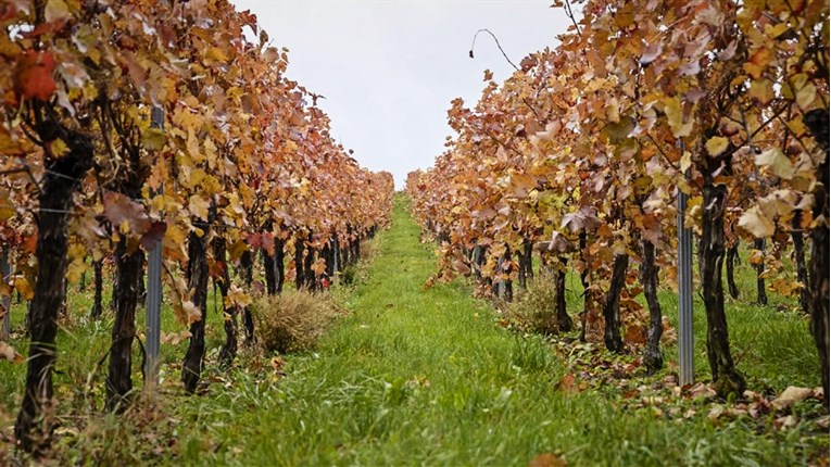 Njemačka štiti cijenu vina ograničenom sadnjom vinograda