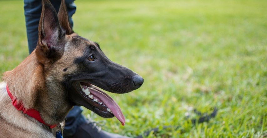 Pas francuskih specijalaca dobio je nagradu za hrabrost jer je spasio živote ljudi