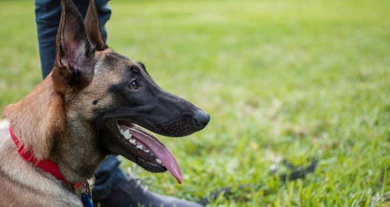 Pas francuskih specijalaca dobio je nagradu za hrabrost jer je spasio živote ljudi