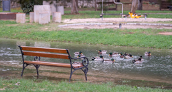 U poplavljenom zadarskom parku Vruljica umjesto šetača uživaju patke