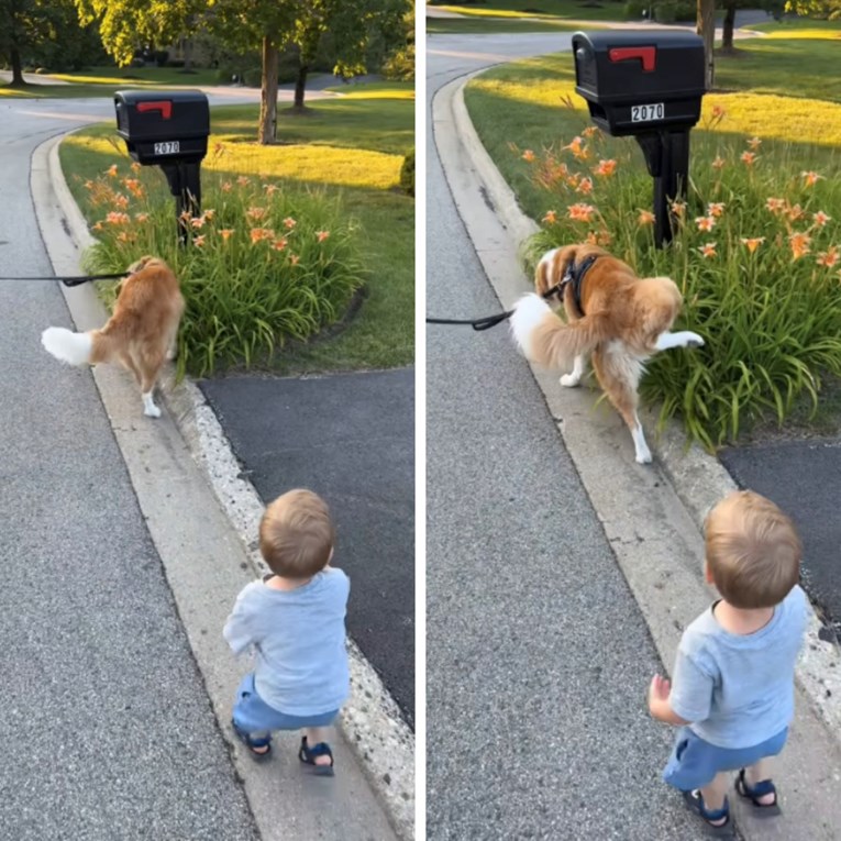 Dječak je hodao iza psa tijekom obiteljske šetnje. Ono što je učinio nasmijalo tisuće