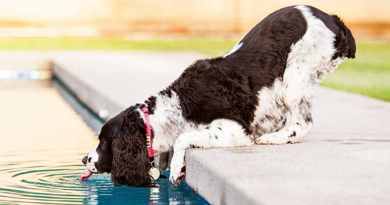 Pije li vaš pas vodu iz bazena? Evo kada je to u redu, a kada biste trebali reagirati