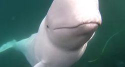 Simpatični beluga kit roniocu vratio kameru koja mu je upala u more