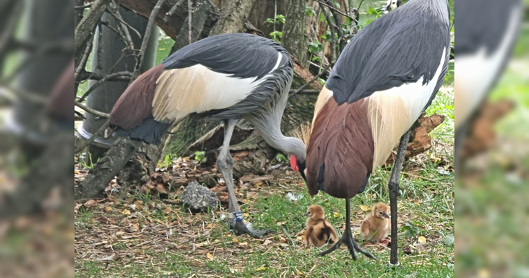 U zagrebačkom ZOO-u prvi put na svijet došli krunati ždralovi