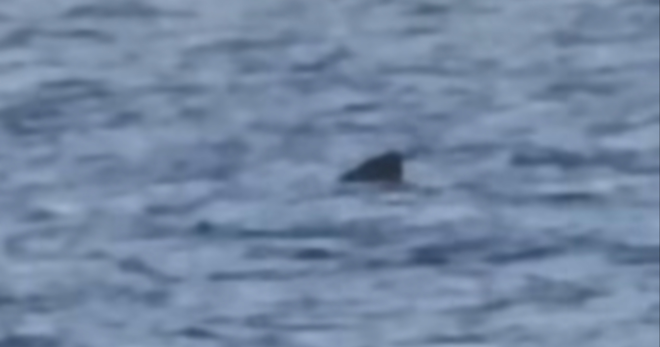 VIDEO Kod Cresa snimljena druga najveća vrsta morskog psa