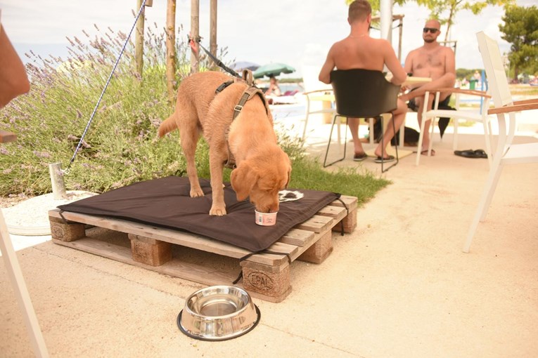 Na pulskoj plaži otvoren pseći beach bar. Zove se Wau i ima pivo i sladoled za pse