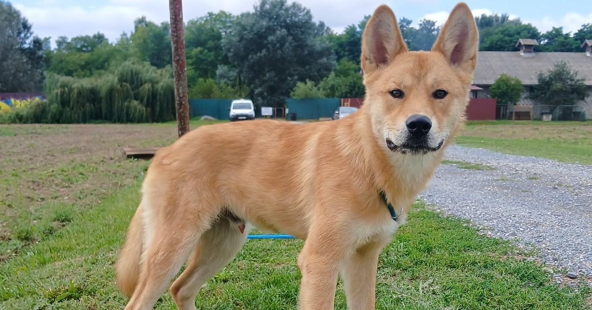 Predivan i mlad Gogi pas je za poželjeti. Nalazi se u Virovitici u kojoj čeka dom