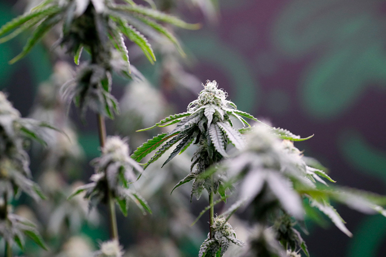 Amerika zakonom zabranjuje gotovo sve proizvode od konoplje